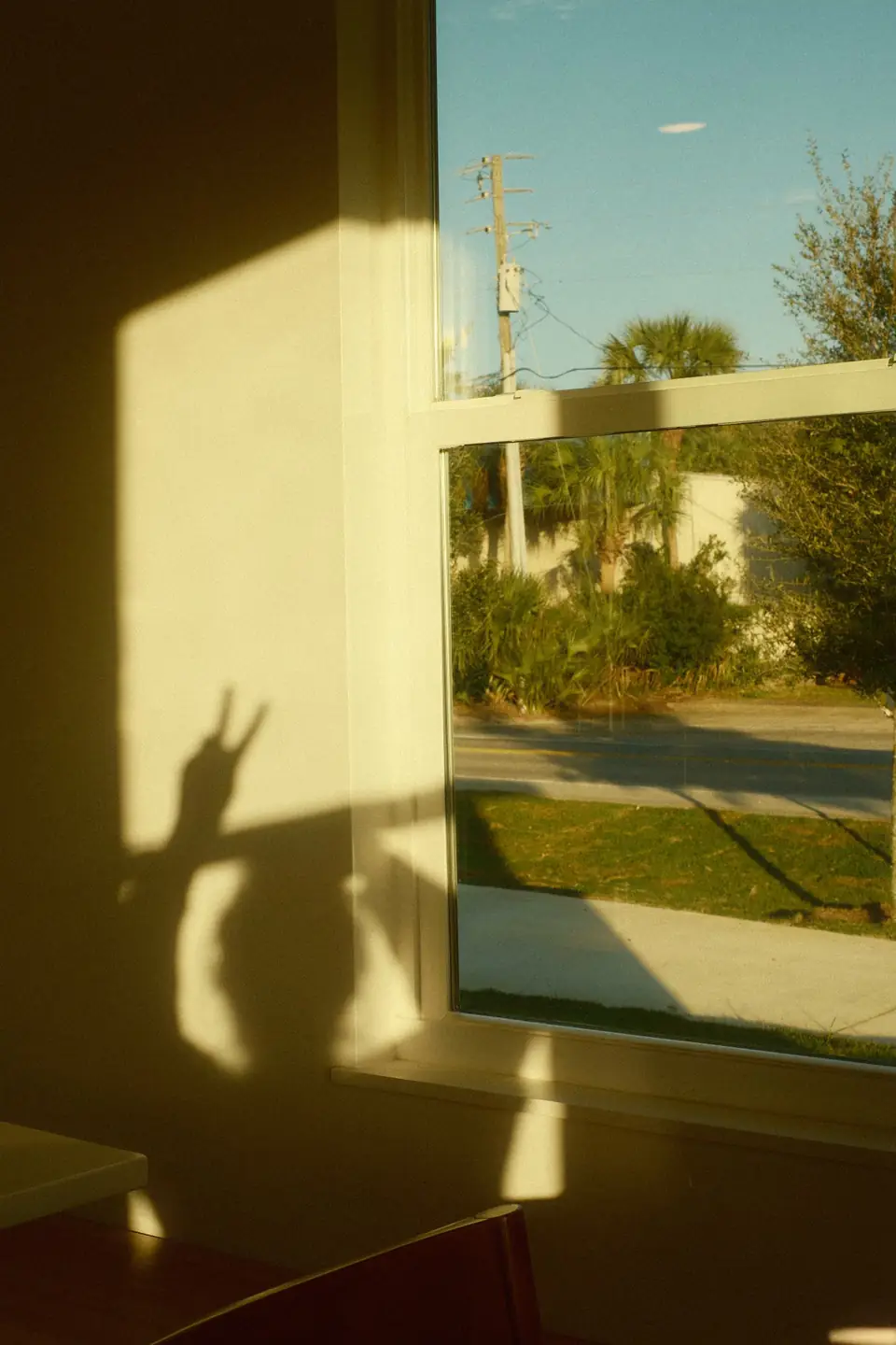Afternoon sun and palm shadows through the cafe window